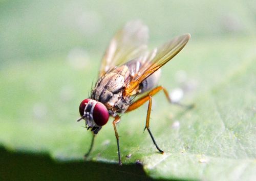 fruit fly fly inset