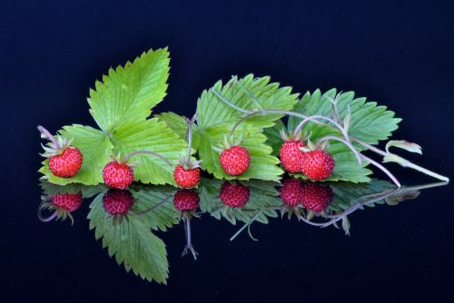 fruit fruits spiegelug experiments