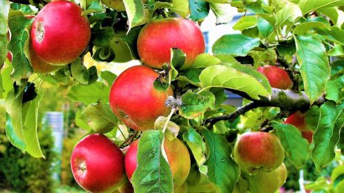fruit growing red apple