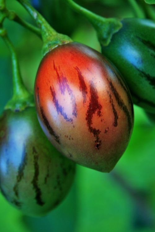 Fruit Of Tree Tomato