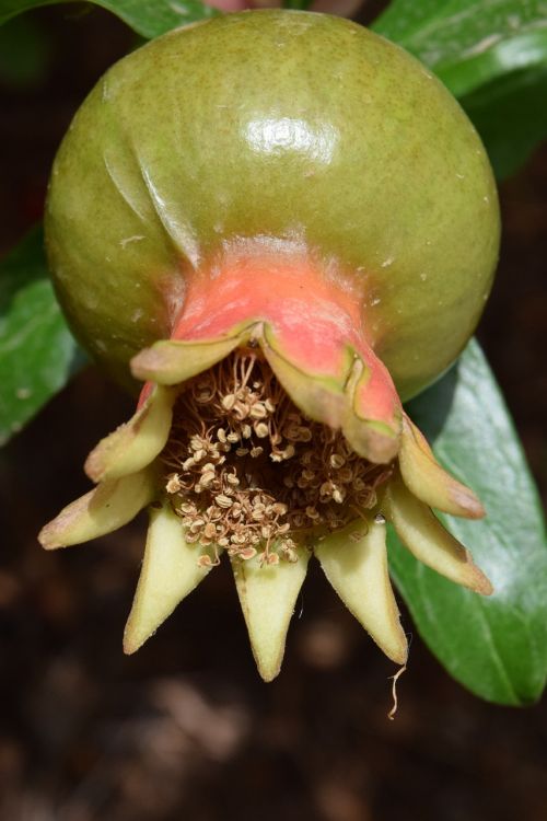 fruit set pomegranate immature