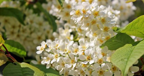 fruit tree fruit tree blossom flowers