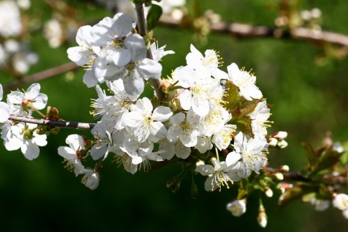 fruit tree flowers spring