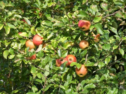 fruit tree apple tree autumn