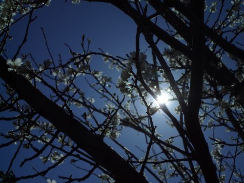 fruit tree day s flowers