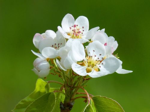 fruit tree flowering tree apricot