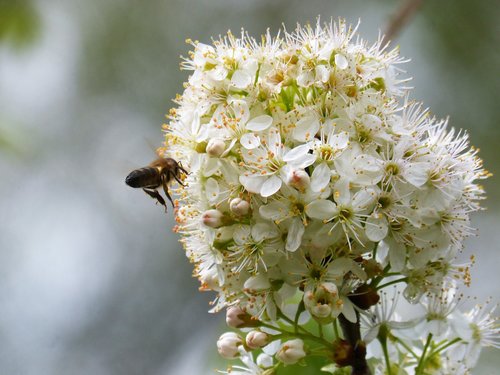 fruit tree  plum  flowering tree