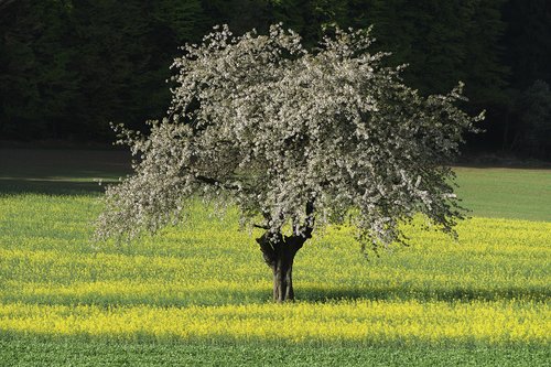 fruit tree  field of rapeseeds  blossom