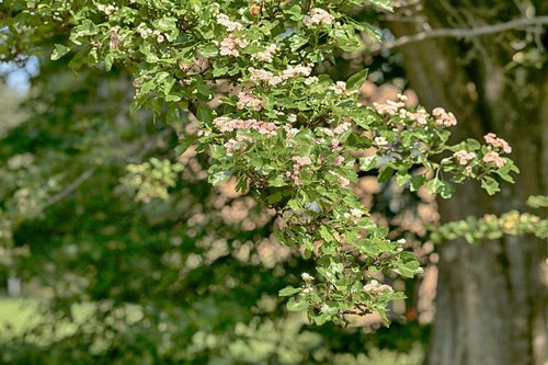 fruit tree  nature  flower