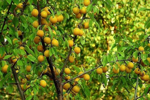 fruit tree  plum  yellow