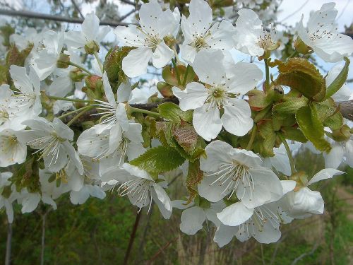 fruit tree spring flowers