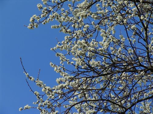 fruit tree white spring