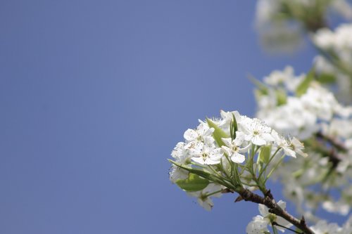 fruit tree  blossoms  spring