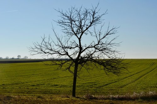 fruit tree  field  landscape