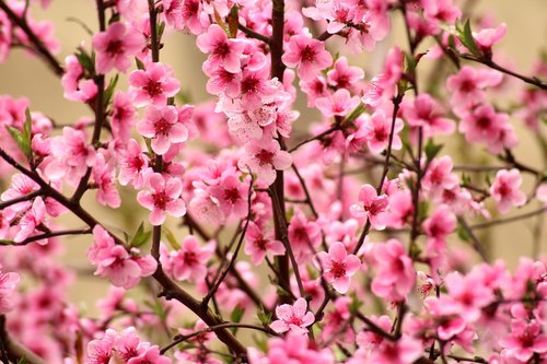 fruit tree  pink flowers  spring