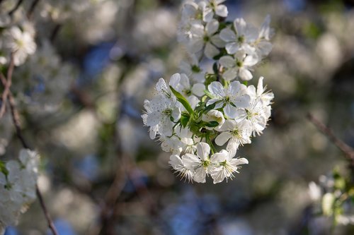 fruit tree  plum  flowering