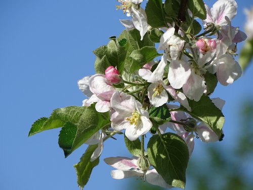 fruit tree  blossom  bloom