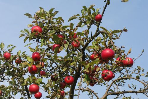 fruit tree apple tree autumn