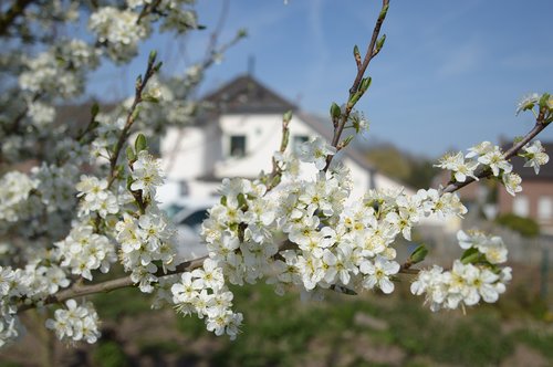 fruit tree blossom  mirabelle plum blossom  white
