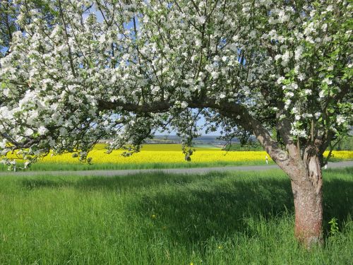 fruit tree blossoming tree spring