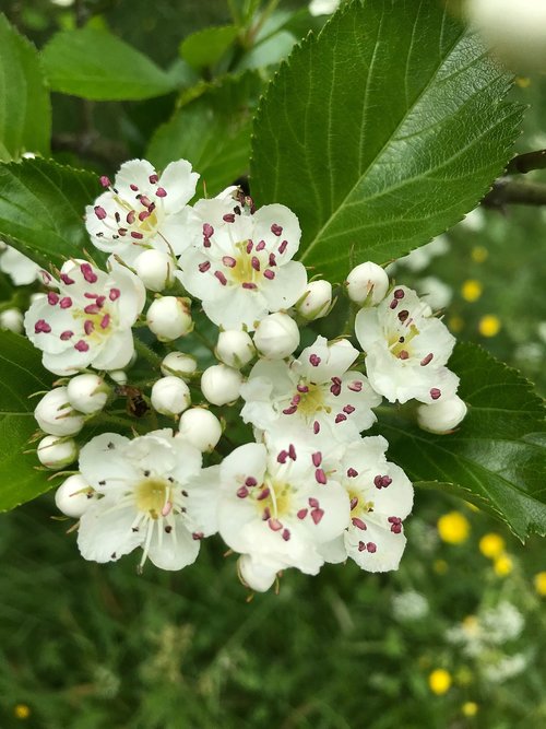 fruit tree blossoming  white  spring