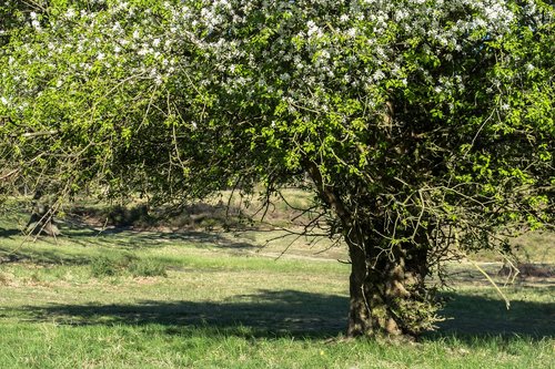 fruit tree blossoming  apple blossom  apple tree