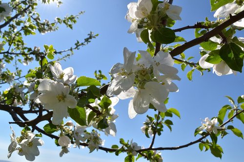 fruit tree blossoming  spring  bud