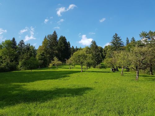 fruit trees spruce summer meadow