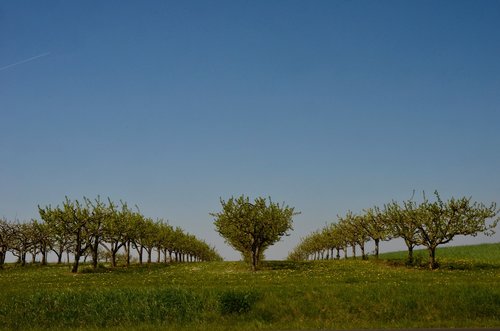 fruit trees  orchard  spring