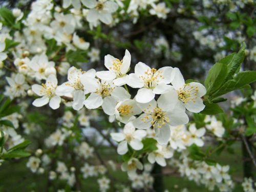 fruit trees in bloom white flower spring