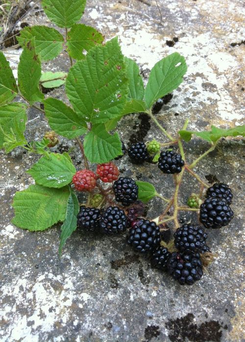 fruit wood nature fruit