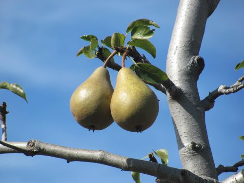fruits pears pear