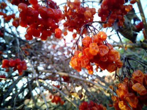 fruits trees branches