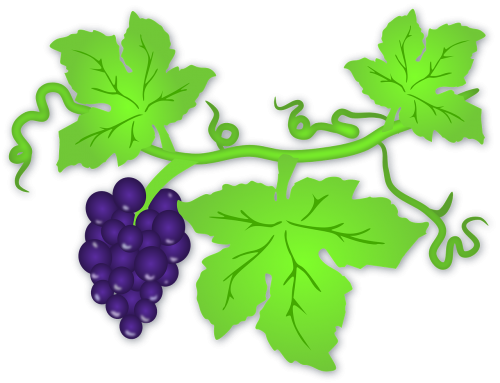 fruits grapes green
