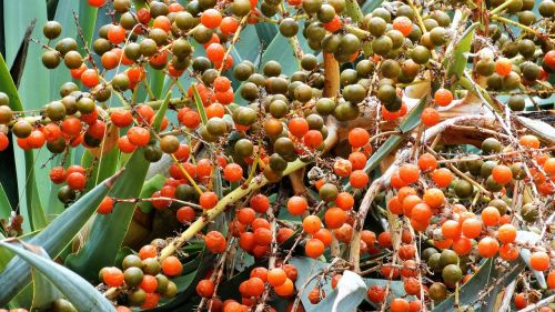 fruits red nature plants