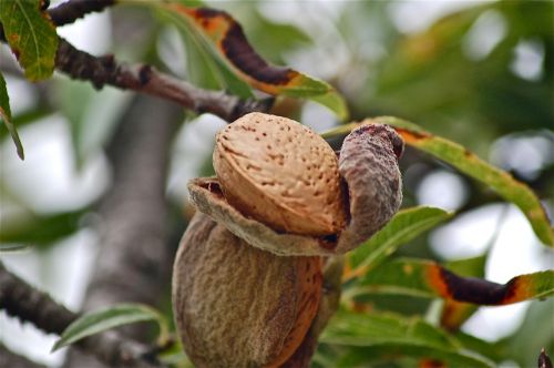 fruits tree almond