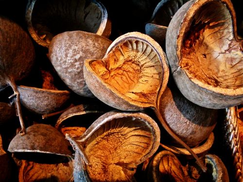 fruits dry seeds