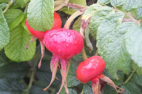 fruits wild rose plant