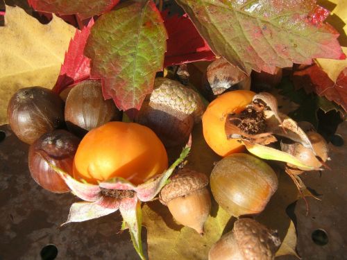 fruits acorns emerge