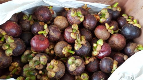 fruits purple mangosteen mangosteen