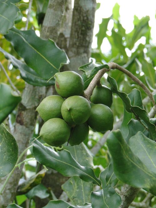 fruits macadamia quindío
