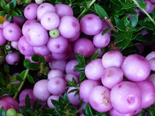 fruits white purple