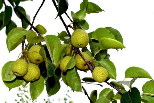 fruits nature tree