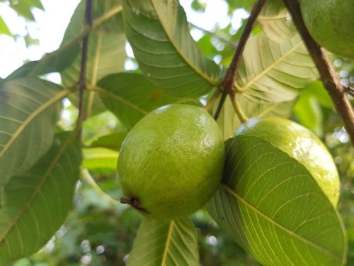 fruits green apple