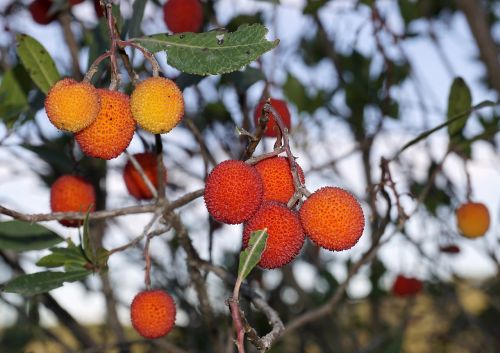 fruits wild berries
