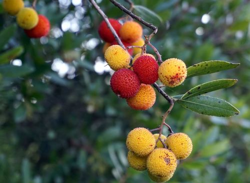 fruits wild berries