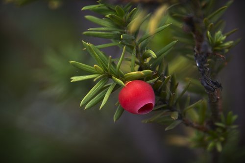 fruits  branches  nature