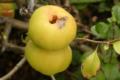 fruits  ornamental apple  autumn