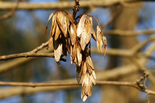 fruits  forest  dry