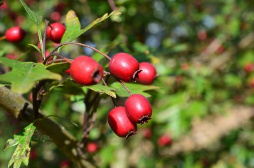 fruits flower plant